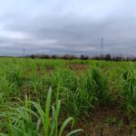 2024 Miscanthus variety trial at Headley Hall, October 2024