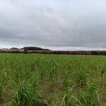 Miscanthus Athena at Headley Hall, October 2024
