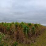 Miscanthus giganteus at Headley Hall, October 2024