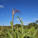 Miscanthus giganteus flowering