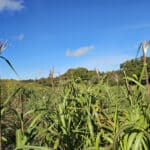 Miscanthus giganteus flowering