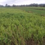 Reed Canary Grass at Cockle Park Farm, Sept. 2024
