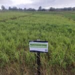 Reed Canary Grass at Cockle Park Farm, Sept. 2024