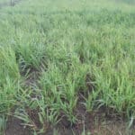 Reed Canary Grass at Cockle Park Farm, Sept. 2024