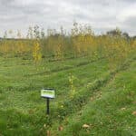 SRC Poplar. Interrow mowing and Glysophate application have been undertaken, majority of the leaves now turning yellow with senescence.