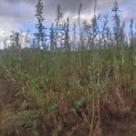 SRC Willow at Cockle Park Farm, Sept. 2024
