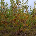 SRF Poplar at Headley Hall, October 2024