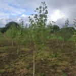 SRF Poplar at Cockle Park Farm, Sept. 2024