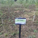 SRF Poplar at Cockle Park Farm, Sept. 2024