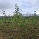 SRF Poplar at Cockle Park Farm, Sept. 2024