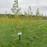 SRF Poplar at North Wyke, October 2024