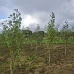 SRF Poplar at Cockle Park Farm, Sept. 2024