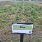 Sida at Cockle Park Farm, Sept. 2024