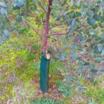 Staked Eucalyptus