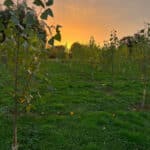 Sunset through SRF Popla