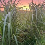 Sunset through the Miscanthus