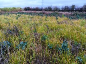 Switchgrass at Headley Hall, October 2024
