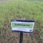 Switchgrass at Cockle Park Farm, Sept. 2024