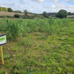 Miscanthus Athena at Chesham, October 2024