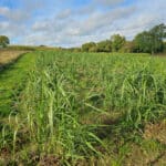 Miscanthus Athena at Chesham, October 2024