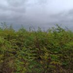 Black Locust 'Turbo' at Headley Hall, October 2024