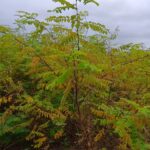 Black Locust 'Turbo' at Headley Hall, October 2024