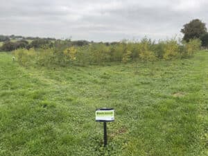 The Black Locust 'Turbo' plot at North Wyke, October 2024