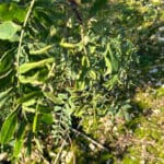 Black Locust Turbo at Chesham, October 2024