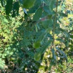 Black Locust Turbo at Chesham, October 2024