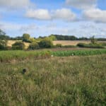 Wildflower aisle with Miscanthus giganteus and Athena