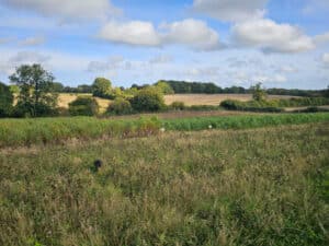 Wildflower aisle with Miscanthus giganteus and Athena