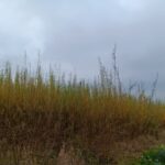 Willow at Headley Hall, October 2024