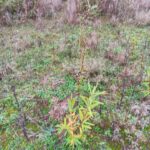 Willow variety trial at Headley Hall, October 2024