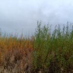 Willow variety trial at Headley Hall, October 2024
