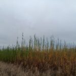 Willow variety trial at Headley Hall, October 2024