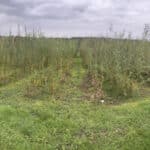 Willow variety trial