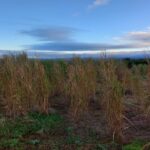 2023 Miscanthus variety trial at Boghall, Nov. 2024
