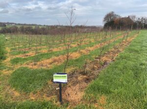 Alder at North Wyke, November 2024