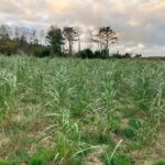 Miscanthus Athena at Aberystwyth, Nov. 24
