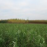 0.5ha Miscanthus Athena at Headley Hall