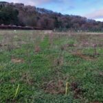 Black locust at Boghall, Nov. 2024