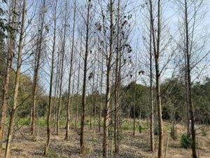 Dead Trees