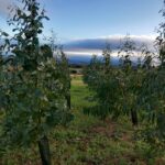 Eucalyptus at Headley Hall, Nov. 2024