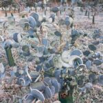 Frozen Eucalyptus at Auchincruive, Nov. 2024