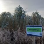 Frozen Miscanthus giganteus at Auchincruive, Nov. 24