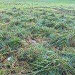 Lodging in Miscanthus at Hillsborough