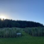 Miscanthus Variety Trial at Hillsborough