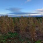 Miscanthus Variety Trial at Boghall