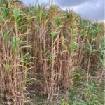 Miscanthus giganteus at Aberystwyth