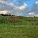 Miscanthus variety trial at Aberystwyth